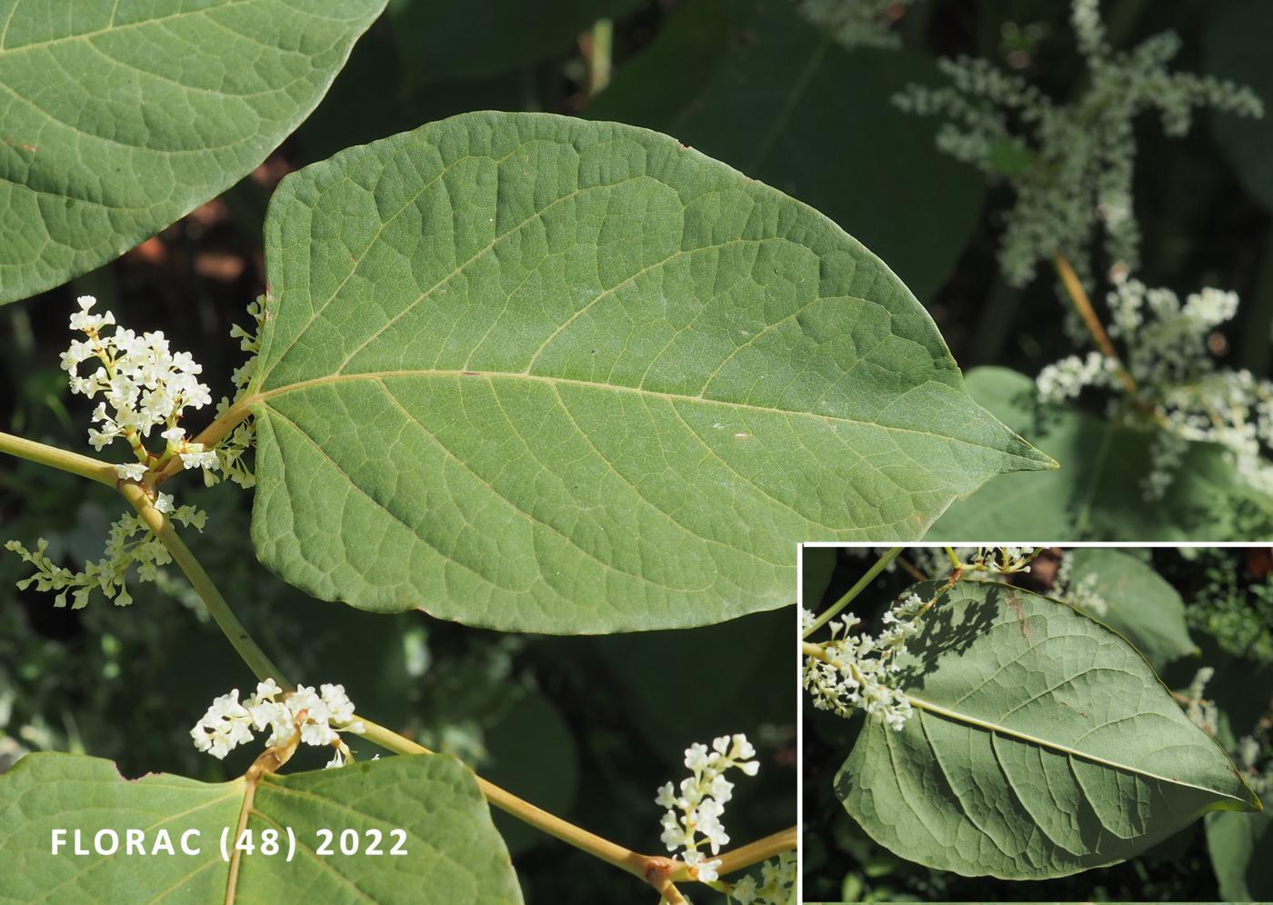 Knotweed, Japanese leaf